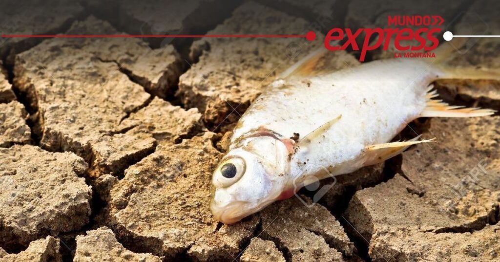 Sequía ocasiona muerte de peces en Hidalgo