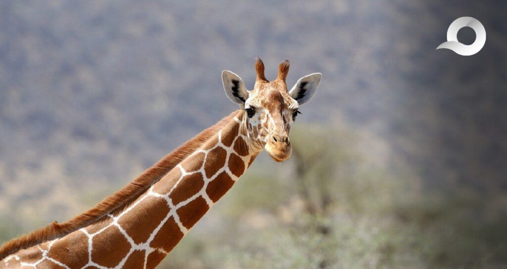 ¡Nueva Residente en Tuzoofari! Una jirafa reticulada llega al safari